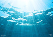DEEP SEA SEDUCTION