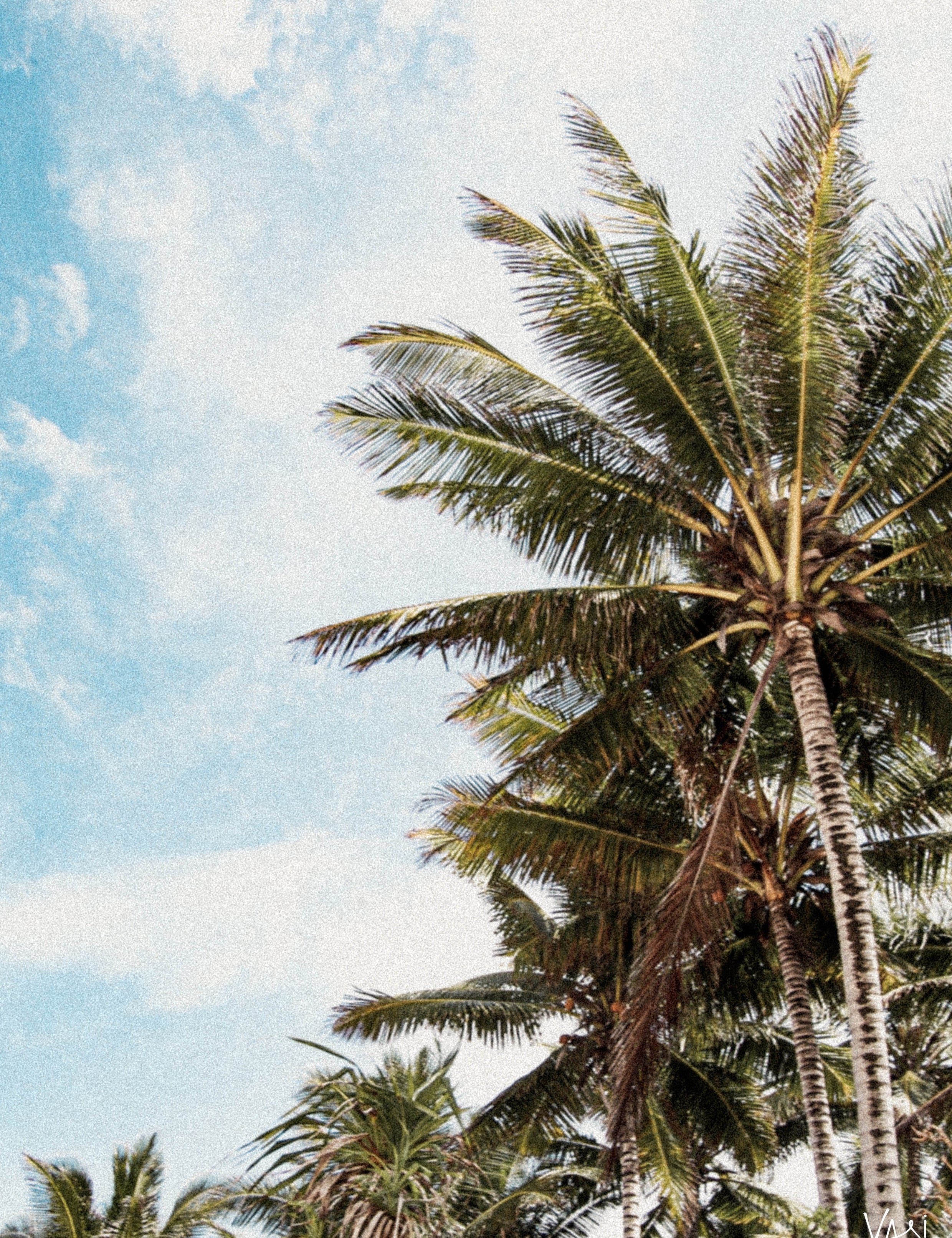 JunglePalms_1.jpg
