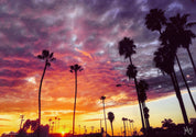 PURPLE HAZE