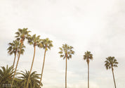 THE OG PALMS