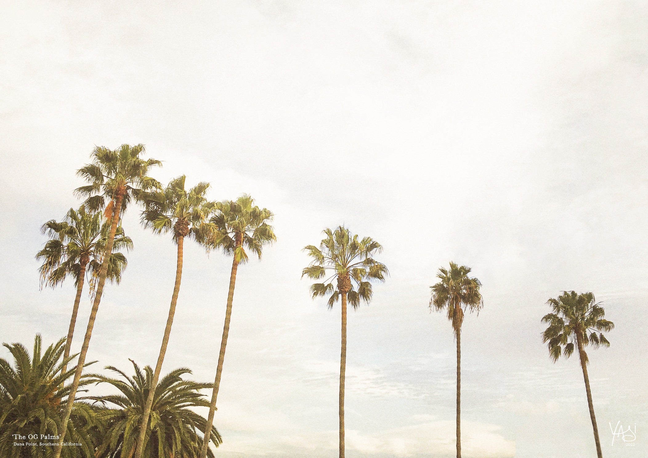 TheOGPalms_1.jpg